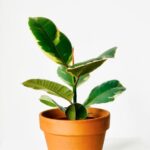 resized_20_api